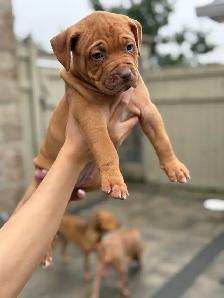pure-bred puppies available (Vaccinated and dewormed) - Photo 3