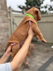 pure-bred puppies available (Vaccinated and dewormed) - Photo 4
