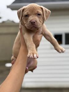 pure-bred puppies available (Vaccinated and dewormed) - Photo 5