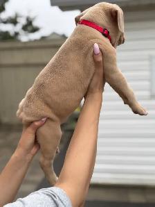 pure-bred puppies available (Vaccinated and dewormed) - Photo 6