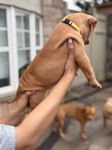 pure-bred puppies available (Vaccinated and dewormed) - Photo 7