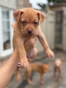 pure-bred puppies available (Vaccinated and dewormed) - Photo 8
