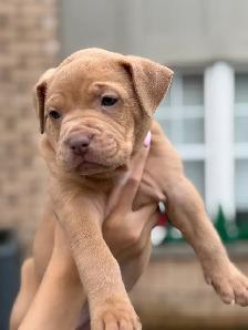 pure-bred puppies available (Vaccinated and dewormed) - Photo 9