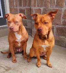 pure-bred puppies available (Vaccinated and dewormed) - Photo 10