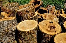 Free Wood! Looking for sites to dump wood at from tree removals