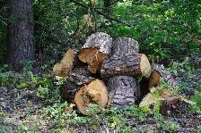 Free Wood! Looking for sites to dump wood at from tree removals - Photo 4