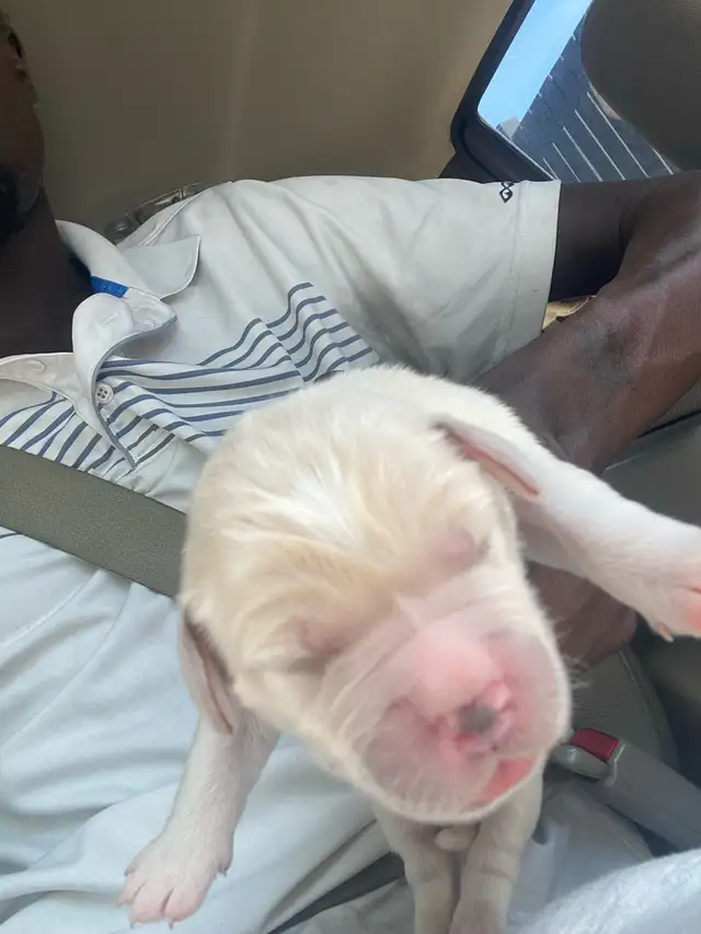 pup doll (golden retriever)