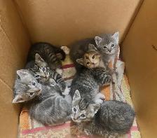 Adorable Kittens for Rehoming
