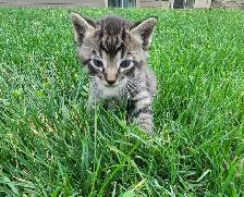 Adorable Kittens for Rehoming - Photo 2