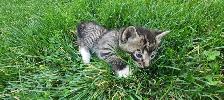 Adorable Kittens for Rehoming - Photo 3