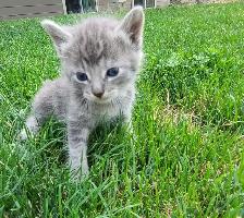 Adorable Kittens for Rehoming - Photo 4