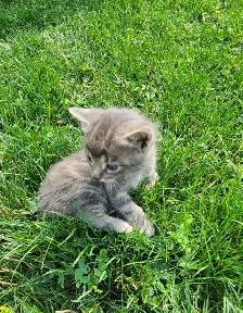 Adorable Kittens for Rehoming - Photo 5