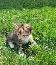 Adorable Kittens for Rehoming - Photo 6