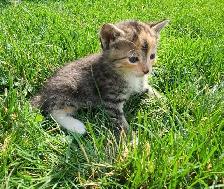 Adorable Kittens for Rehoming - Photo 7