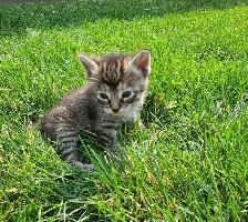 Adorable Kittens for Rehoming - Photo 8