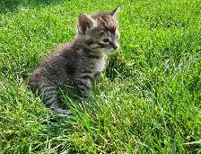 Adorable Kittens for Rehoming - Photo 9