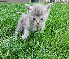 Adorable Kittens for Rehoming - Photo 10