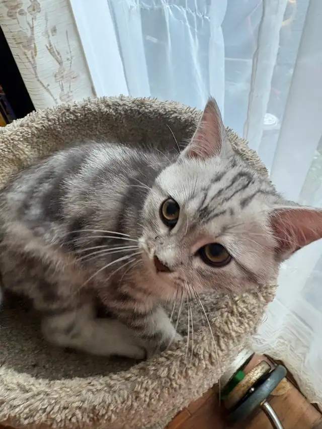 prestigious cats-new kittens available