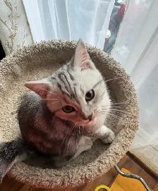 prestigious cats-new kittens available - Photo 2