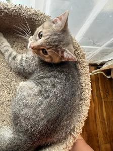 prestigious cats-new kittens available - Photo 3