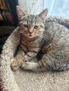 prestigious cats-new kittens available - Photo 4