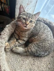 prestigious cats-new kittens available - Photo 5