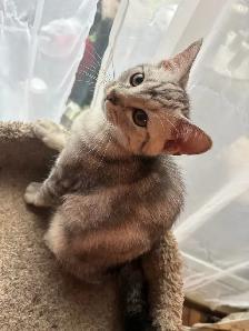 prestigious cats-new kittens available - Photo 6