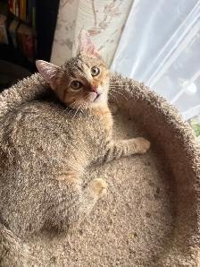 prestigious cats-new kittens available - Photo 7