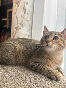 prestigious cats-new kittens available - Photo 8