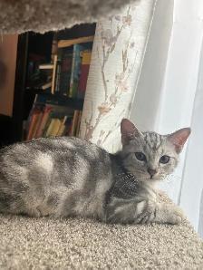 prestigious cats-new kittens available - Photo 9