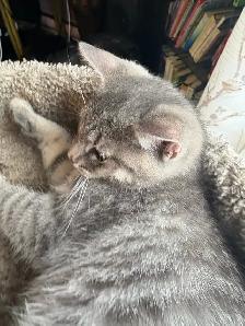 prestigious cats-new kittens available - Photo 10