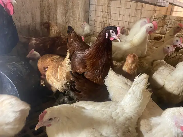 Young Laying Hens for Sale