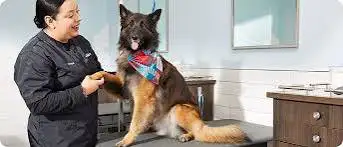looking to learn dog grooming or work at a doggy daycare