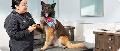 looking to learn dog grooming or work at a doggy daycare