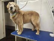 looking to learn dog grooming or work at a doggy daycare - Photo 2