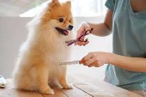 looking to learn dog grooming or work at a doggy daycare - Photo 3
