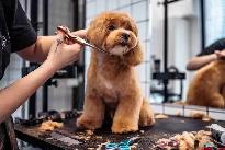 looking to learn dog grooming or work at a doggy daycare - Photo 4