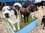 looking to learn dog grooming or work at a doggy daycare - Photo 6