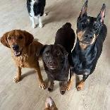 looking to learn dog grooming or work at a doggy daycare - Photo 8