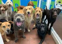 looking to learn dog grooming or work at a doggy daycare - Photo 9