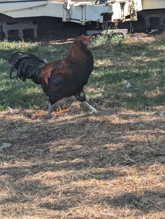 Purebred American Ameraucana Rooster