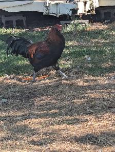 Purebred American Ameraucana Rooster