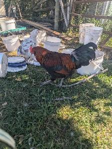 Purebred American Ameraucana Rooster - Photo 2