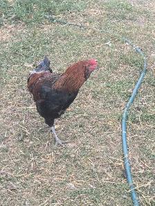 Purebred American Ameraucana Rooster - Photo 3