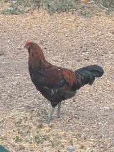 Purebred American Ameraucana Rooster - Photo 4