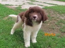 Newfoundland  puppies