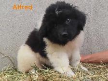 Newfoundland  puppies - Photo 2