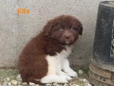 Newfoundland  puppies - Photo 3