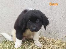 Newfoundland  puppies - Photo 4