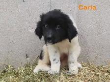 Newfoundland  puppies - Photo 5